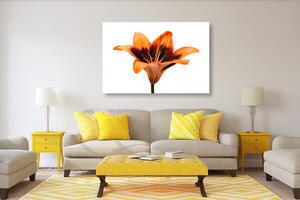 Slika narančasti ljiljan
