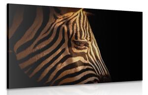 Slika portret zebre