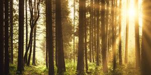 Slika šuma obasjana suncem