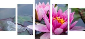 5-dijelna slika ružičasti lotosov cvijet