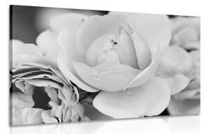 Slika pun ruža u crno-bijelom dizajnu
