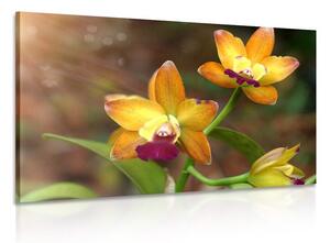 Slika narančasta orhideja