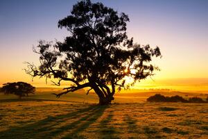 Slika usamljeno stablo pri zalasku sunca
