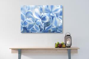 Slika cvijeće hortenzije u plavo-bijelom tonu