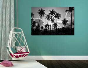 Slika kokosove palme na plaži u crno-bijelom dizajnu