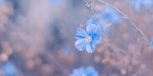 Slika plavo cvijeće na vintage pozadini - 100x50