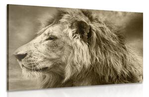 Slika afrički lav u sepijastom tonu