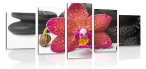 5-dijelna slika orhideja i Zen kamenje na bijeloj pozadini