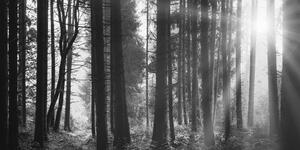 Slika šuma obasjana suncem u crno-bijelom dizajnu