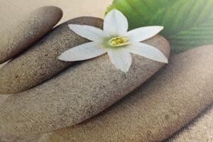 Slika bijeli cvijet i kamenje u pijesku