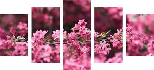 5-dijelna slika detaljni cvjetovi trešnje
