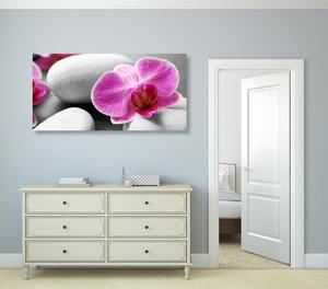 Slika orhideje na bijelom kamenju