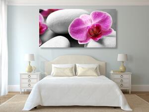 Slika orhideje na bijelom kamenju