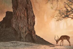 Slika afrička antilopa