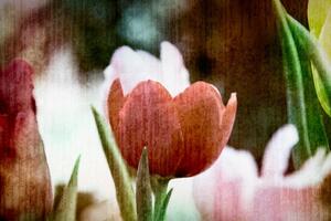 Slika livada tulipana u retro stilu