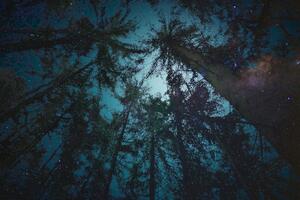 Slika noć u šumi