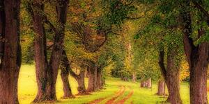 Slika put u jesenjoj šumi