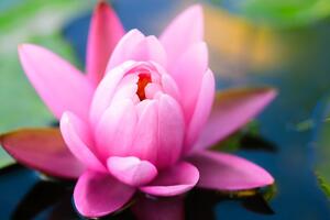 Slika divni ružičasti cvijet na jezeru