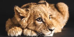 Slika mladunče lava