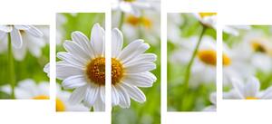 5-dijelna slika proljetna livada puna cvijeća
