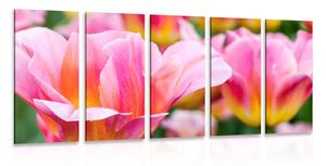 5-dijelna slika livada s ružičastim tulipanima