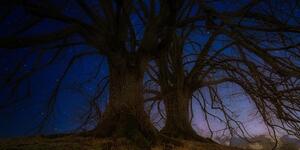 Slika stabla u noćnom krajoliku