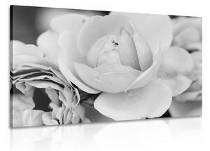 Slika pun ruža u crno-bijelom dizajnu