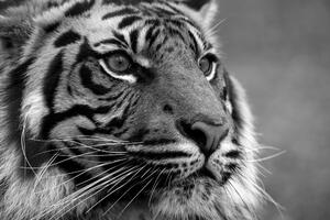Slika bengalski tigar u crno-bijelom dizajnu