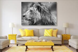 Slika afrički lav u crno-bijelom dizajnu