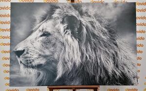 Slika afrički lav u crno-bijelom dizajnu