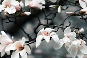 Slika magnolije koja se budi