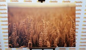 Slika žitno polje