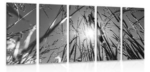 5-dijelna slika poljska trava u crno-bijelom dizajnu