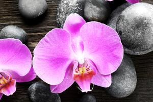 Slika prekrasna kompozicija orhideja i kamenje