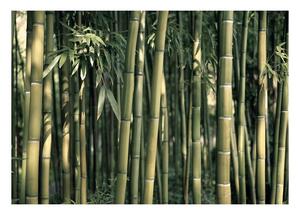 Velko format pozadine artgeist bambus egzotični, 400 x 280 cm