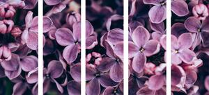 5-dijelna slika ljubičasto cvijeće jorgovana