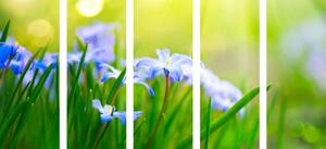 5-dijelna slika cvijeće na livadi u proljeće