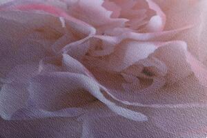 Slika latice karanfila