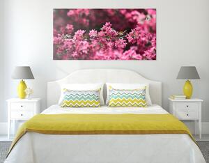 Slika detaljni cvjetovi trešnje