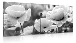 Slika prekrasno polje divljih makova u crno-bijelom dizajnu