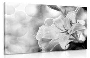 Slika cvijet ljiljana na apstraktnoj pozadini u crno-bijelom dizajnu