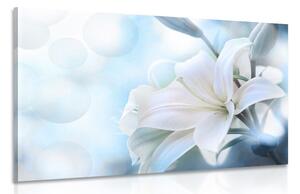 Slika bijeli cvijet ljiljana na apstraktnoj pozadini
