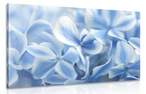 Slika cvijeće hortenzije u plavo-bijelom tonu