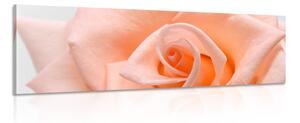 Slika detalj ruže u boji breskve