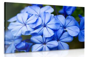 Slika divlje plavo cvijeće