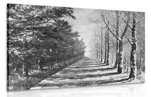 Slika jesenska aleja stabala u crno-bijelom dizajnu
