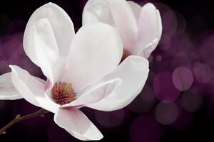 Slika cvijet magnolije na apstraktnoj pozadini