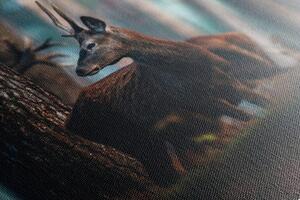 Slika jelen u borovoj šumi