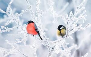 Fotografija two birds bullfinch and titmice sit, Nataba