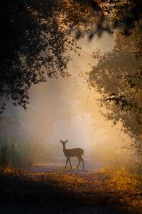 Fotografija See the lights,Side view of fallow, PAOLO STOPPANI / 500px